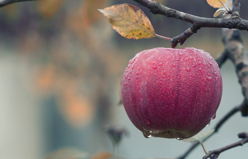 a red apple hangs from a tree branch covered in water droplets with a yellowing leaf above